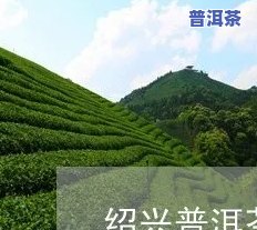 绍兴普洱茶总部招商-绍兴普洱茶总部招商电话