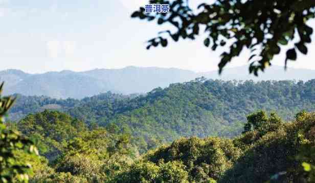 贵州普洱茶乡，探秘贵州普洱茶乡：品味大自然的馈赠与人文风情