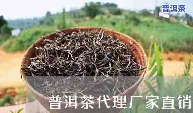 崇左普洱茶代理招商-广西普洱茶叶场