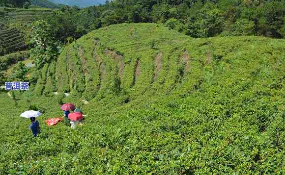 崇左普洱茶代理招商-广西普洱茶叶场