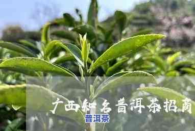 崇左普洱茶代理招商-广西普洱茶叶场