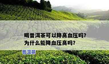 喝普洱茶降血压：科学依据与实际效果怎样？