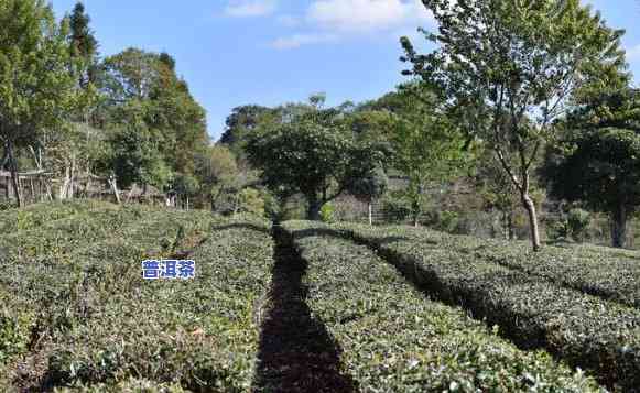 丽江有普洱茶吗，探寻云南丽江的普洱茶文化之旅