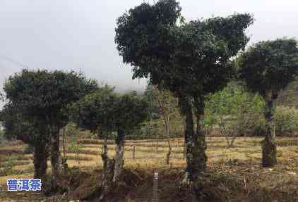 普洱茶除了喝还可以干什么-普洱茶除了喝还可以干什么用