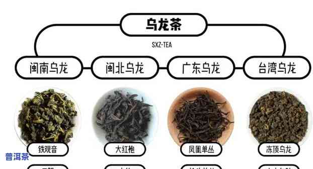 乌龙茶和白茶哪个更有效帮助减肥？