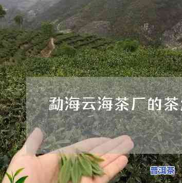 云海茶厂芬芳普洱茶怎么样-云海茶厂芬芳普洱茶怎么样啊