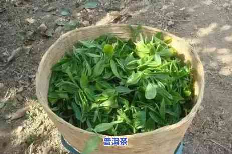 普洱茶十大山头排名之一名-普洱茶十大山头排名之一名是什么