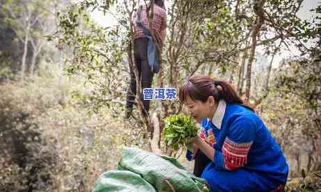 普洱茶十大山头排名之一名-普洱茶十大山头排名之一名是什么