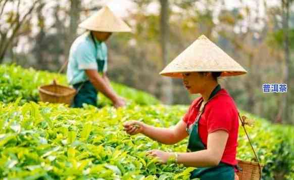 普洱茶建设和管理，打造卓越品质：普洱茶建设和管理的关键要素