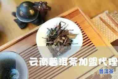 云南普洱茶代理：协议与电话一应俱全