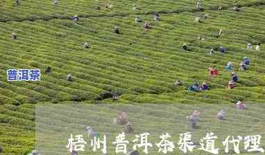 梧州普洱茶渠道代理电话，梧州普洱茶渠道代理电话是多少？