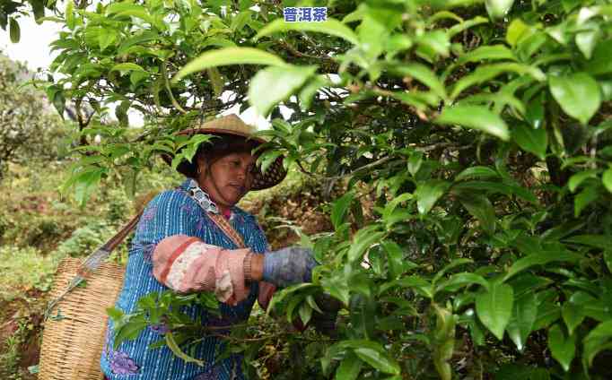 滇红茶是普洱茶的一种吗，探讨滇红茶与普洱茶的关系：滇红茶是不是属于普洱茶的一种？