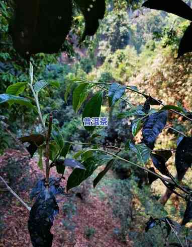 布朗山普洱茶有哪些名山寨，探索普洱茶的宝藏：揭秘布朗山名山寨