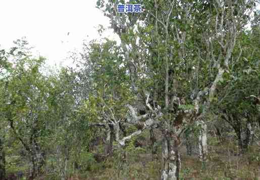 黄草林大树普洱茶图片高清-黄草林大树普洱茶图片高清大全