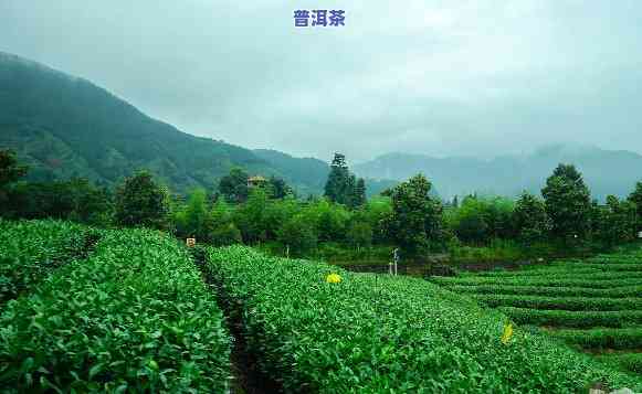 浙江普洱茶产地：探索南方的茶叶宝地