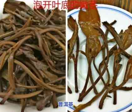 普洱茶梗是什么作用与功效禁忌，探秘普洱茶梗：作用、功效与禁忌全解析