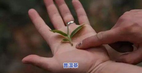 普洱茶嫩芽口感怎样？值得品尝吗？