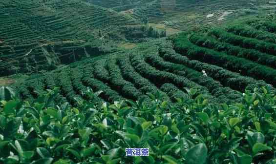 呼和浩特哪里卖茶叶，呼和浩特茶叶销售点大全