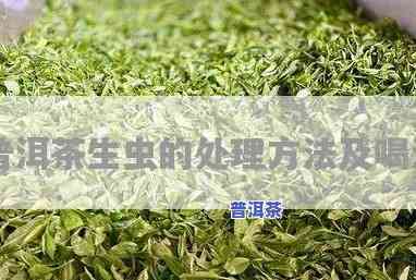 普洱茶生了茶虫能喝吗视频教程，视频教程：普洱茶生虫后是不是还能饮用？