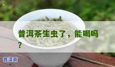 普洱茶生了茶虫能喝吗视频教程，视频教程：普洱茶生虫后是不是还能饮用？