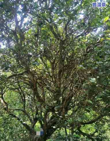 滇红古树茶属于什么级别，探秘高端茶叶：滇红古树茶的级别解析