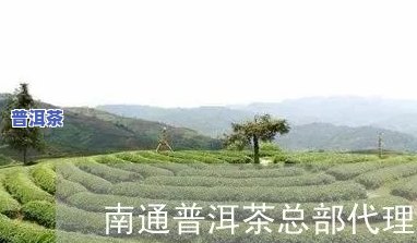 南平普洱茶渠道代理-南平普洱茶渠道代理电话