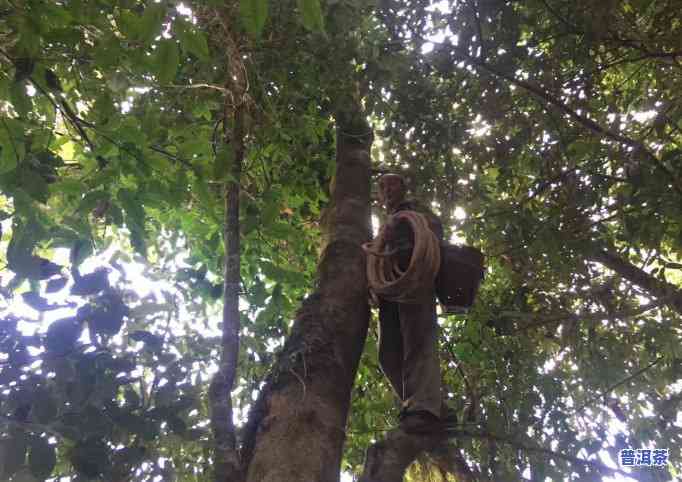 探索滇红野生古树红茶：口感特点与工艺流程