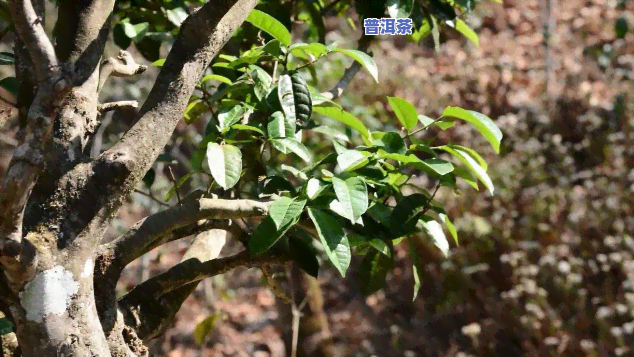 探究普洱生茶古树单株的香味及其独特特点