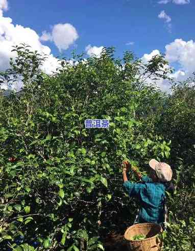 普洱茶在新疆能种植吗？视频教程免费下载！