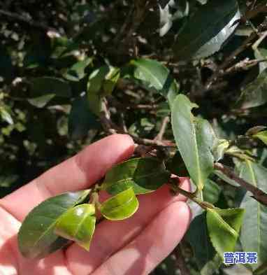 猫耳朵茶是倚邦的吗？详解这类特别的普洱茶品种及其特点