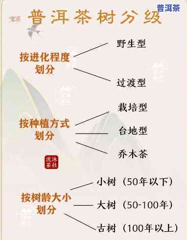 普洱茶的各产地及香气介绍视频，探索普洱茶的魅力：不同产地与特别香气的详细介绍