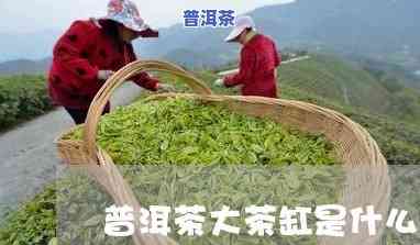 六大缸普洱茶能喝吗-六大缸普洱茶能喝吗