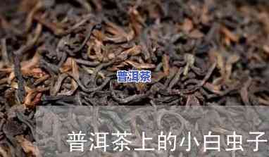 普洱茶白虫和白毛虫：口感比较，哪个更好喝？