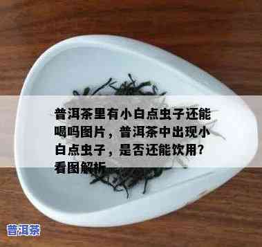 普洱茶白虫和白毛虫：口感比较，哪个更好喝？