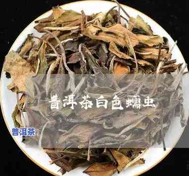 普洱茶白虫与白毛虫：哪个品种的香气更宜人？