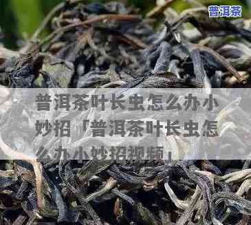 普洱茶长白虫，揭秘普洱茶长白虫的起因及解决方法