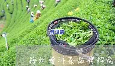 梅州普洱茶招商电话，寻找商机？熟悉梅州普洱茶招商电话！