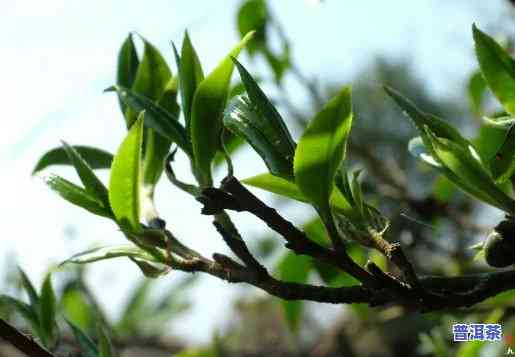 千年野生古树茶普洱茶：双干泉之水品其独特韵味