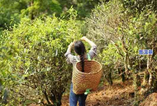 种植普洱茶的气候条件，探究普洱茶的理想生长环境：关键气候因素解析