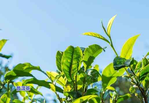 种植普洱茶前景怎样-种植普洱茶前景怎样呢