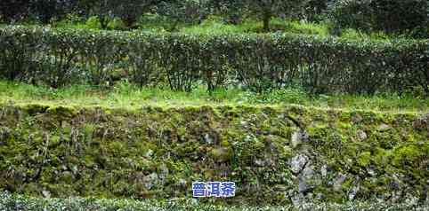 种植普洱茶前景怎样-种植普洱茶前景怎样呢