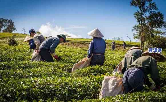 昆明普洱茶公司，探索云南特色：昆明普洱茶公司的茶叶制作与故事