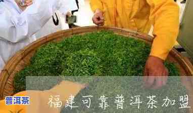 福州可靠普洱茶招商-福建普洱茶怎么样