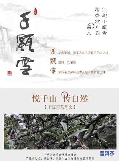 千瓯雪普洱茶1998熟茶-千瓯雪普洱茶价格