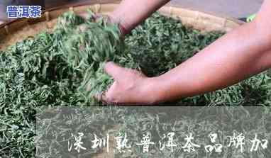 深圳靠谱普洱茶招商-深圳普洱茶