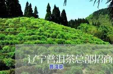 辽宁普洱茶渠道加盟电话，加入辽宁普洱茶大家庭，获取独家渠道加盟信息！拨打电话……