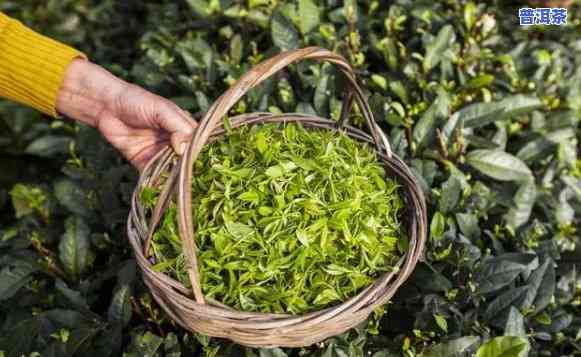 佛山普洱茶，探寻佛山普洱茶的魅力：一种特别的茶叶体验