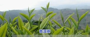 甘肃普洱茶招商引资政策，挖掘商机：解读甘肃普洱茶招商政策