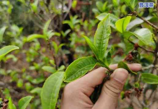 普洱茶的采摘标准视频，揭秘普洱茶采摘标准：专业视频解析