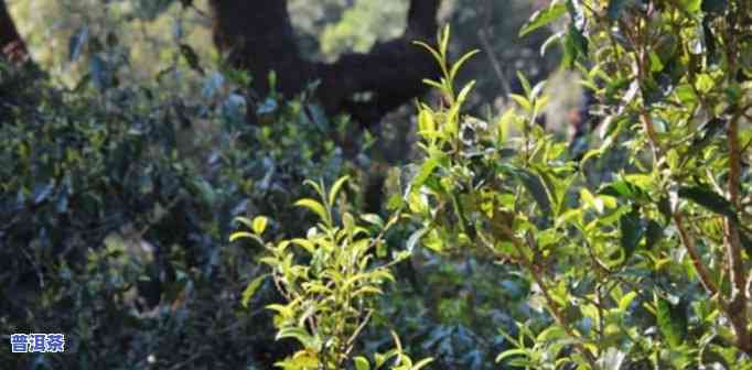 秘境普洱茶是哪个山头的，揭秘普洱茶的起源：秘境普洱茶来自哪个山头？